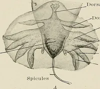 An illustration from Hookworm disease : etiology, pathology, diagnosis, prognosis, prophylaxis, and treatment / by George Dock and Charles C. Bass. Illustrated with forty-nine special engravings and colored plate. (1910)