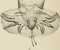 An illustration from Hookworm disease : etiology, pathology, diagnosis, prognosis, prophylaxis, and treatment / by George Dock and Charles C. Bass. Illustrated with forty-nine special engravings and colored plate. (1910)