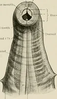 An illustration from Hookworm disease : etiology, pathology, diagnosis, prognosis, prophylaxis, and treatment / by George Dock and Charles C. Bass. Illustrated with forty-nine special engravings and colored plate. (1910)