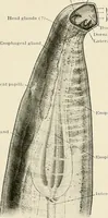 An illustration from Hookworm disease : etiology, pathology, diagnosis, prognosis, prophylaxis, and treatment / by George Dock and Charles C. Bass. Illustrated with forty-nine special engravings and colored plate. (1910)