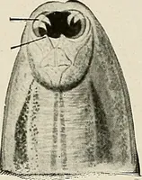 An illustration from Hookworm disease : etiology, pathology, diagnosis, prognosis, prophylaxis, and treatment / by George Dock and Charles C. Bass. Illustrated with forty-nine special engravings and colored plate. (1910)