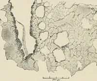 Picture 18 of 38 from Hookworm disease : etiology, pathology, diagnosis, prognosis, prophylaxis, and treatment / by George Dock and Charles C. Bass. Illustrated with forty-nine special engravings and colored plate. (1910), leaf 90