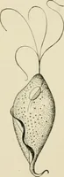 An illustration from Diseases of metabolism and of the blood : animal parasites, toxicology / ed. by Richard C. Cabot ... An authorized translation from "Die deutsche klinik" under the general editorial supervision of Julius L. Salinger, M. D. With one colored plate and fifty-eight illustrations in the text. (1906)