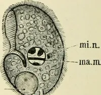 An illustration from Diseases of metabolism and of the blood : animal parasites, toxicology / ed. by Richard C. Cabot ... An authorized translation from "Die deutsche klinik" under the general editorial supervision of Julius L. Salinger, M. D. With one colored plate and fifty-eight illustrations in the text. (1906)