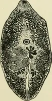 An illustration from Diseases of metabolism and of the blood : animal parasites, toxicology / ed. by Richard C. Cabot ... An authorized translation from "Die deutsche klinik" under the general editorial supervision of Julius L. Salinger, M. D. With one colored plate and fifty-eight illustrations in the text. (1906)