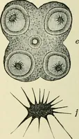 An illustration from Diseases of metabolism and of the blood : animal parasites, toxicology / ed. by Richard C. Cabot ... An authorized translation from "Die deutsche klinik" under the general editorial supervision of Julius L. Salinger, M. D. With one colored plate and fifty-eight illustrations in the text. (1906)