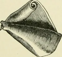 An illustration from Diseases of metabolism and of the blood : animal parasites, toxicology / ed. by Richard C. Cabot ... An authorized translation from "Die deutsche klinik" under the general editorial supervision of Julius L. Salinger, M. D. With one colored plate and fifty-eight illustrations in the text. (1906)
