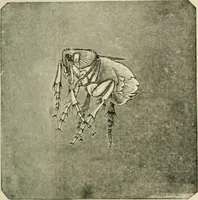 An illustration from Diseases of metabolism and of the blood : animal parasites, toxicology / ed. by Richard C. Cabot ... An authorized translation from "Die deutsche klinik" under the general editorial supervision of Julius L. Salinger, M. D. With one colored plate and fifty-eight illustrations in the text. (1906)