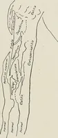An illustration from Bismuth paste in chronic suppurations : its diagnostic importance and therapeutic value / by Emil G. Beck ... with an introduction by Carl Beck, M. D., and a chapter on the application of bismuth paste in the treatment of chronic suppuration of the nasal accessory sinuses and the ear, by Joseph C. Beck, M. D. With eighty-one engravings, nine diagrammatic illustrations, and a colored plate. (1914)