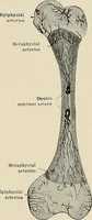 An illustration from Bismuth paste in chronic suppurations : its diagnostic importance and therapeutic value / by Emil G. Beck ... with an introduction by Carl Beck, M. D., and a chapter on the application of bismuth paste in the treatment of chronic suppuration of the nasal accessory sinuses and the ear, by Joseph C. Beck, M. D. With eighty-one engravings, nine diagrammatic illustrations, and a colored plate. (1914)