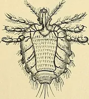 An illustration from An American text-book of genito-urinary diseases, syphilis and diseases of the skin / Ed. by L. Bolton Bangs ... and W. A. Hardaway ... Illustrated with 300 engravings and 20 full-page colored plates. (1898)