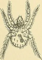 An illustration from An American text-book of genito-urinary diseases, syphilis and diseases of the skin / Ed. by L. Bolton Bangs ... and W. A. Hardaway ... Illustrated with 300 engravings and 20 full-page colored plates. (1898)