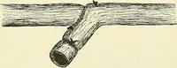 An illustration from An American text-book of genito-urinary diseases, syphilis and diseases of the skin / Ed. by L. Bolton Bangs ... and W. A. Hardaway ... Illustrated with 300 engravings and 20 full-page colored plates. (1898)