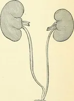 An illustration from An American text-book of genito-urinary diseases, syphilis and diseases of the skin / Ed. by L. Bolton Bangs ... and W. A. Hardaway ... Illustrated with 300 engravings and 20 full-page colored plates. (1898)