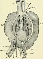 An illustration from An American text-book of genito-urinary diseases, syphilis and diseases of the skin / Ed. by L. Bolton Bangs ... and W. A. Hardaway ... Illustrated with 300 engravings and 20 full-page colored plates. (1898)
