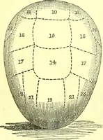 Picture 1 of 18 from Outlines of prenology. (1836), leaf 2