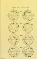 Picture 16 of 17 from The female offender / by Cæsar Lombroso and William Ferrero ; with an introduction by W. Douglas Morrison. (1895), leaf 225