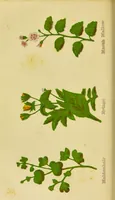 An illustration from The complete herbalist, or, the people their own physicians by the use of nature's remedies showing the great curative properties of all herbs, gums, balsams, barks, flowers and roots ; how they should be prepared, when and under what influences selected, at what times gathered, and for what diseases administered. Also, separate treatises on fod and drinks ; clothing ; exercise ; the regulation of the passions, life, health, and disease; longevity; medication; air and sunshine ; bathing ; sleep, etc. Also, symptoms of prevalent diseases ; special treatment in special cases; and a new and plain system of hygienic principles / by O. Phelps Brown. (1871)