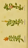An illustration from The complete herbalist, or, the people their own physicians by the use of nature's remedies showing the great curative properties of all herbs, gums, balsams, barks, flowers and roots ; how they should be prepared, when and under what influences selected, at what times gathered, and for what diseases administered. Also, separate treatises on fod and drinks ; clothing ; exercise ; the regulation of the passions, life, health, and disease; longevity; medication; air and sunshine ; bathing ; sleep, etc. Also, symptoms of prevalent diseases ; special treatment in special cases; and a new and plain system of hygienic principles / by O. Phelps Brown. (1871)