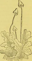 An illustration from The complete herbalist, or, the people their own physicians by the use of nature's remedies showing the great curative properties of all herbs, gums, balsams, barks, flowers and roots ; how they should be prepared, when and under what influences selected, at what times gathered, and for what diseases administered. Also, separate treatises on fod and drinks ; clothing ; exercise ; the regulation of the passions, life, health, and disease; longevity; medication; air and sunshine ; bathing ; sleep, etc. Also, symptoms of prevalent diseases ; special treatment in special cases; and a new and plain system of hygienic principles / by O. Phelps Brown. (1871)