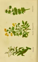 An illustration from The complete herbalist, or, the people their own physicians by the use of nature's remedies showing the great curative properties of all herbs, gums, balsams, barks, flowers and roots ; how they should be prepared, when and under what influences selected, at what times gathered, and for what diseases administered. Also, separate treatises on fod and drinks ; clothing ; exercise ; the regulation of the passions, life, health, and disease; longevity; medication; air and sunshine ; bathing ; sleep, etc. Also, symptoms of prevalent diseases ; special treatment in special cases; and a new and plain system of hygienic principles / by O. Phelps Brown. (1871)