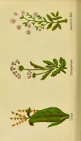 An illustration from The complete herbalist, or, the people their own physicians by the use of nature's remedies showing the great curative properties of all herbs, gums, balsams, barks, flowers and roots ; how they should be prepared, when and under what influences selected, at what times gathered, and for what diseases administered. Also, separate treatises on fod and drinks ; clothing ; exercise ; the regulation of the passions, life, health, and disease; longevity; medication; air and sunshine ; bathing ; sleep, etc. Also, symptoms of prevalent diseases ; special treatment in special cases; and a new and plain system of hygienic principles / by O. Phelps Brown. (1871)
