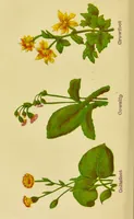 An illustration from The complete herbalist, or, the people their own physicians by the use of nature's remedies showing the great curative properties of all herbs, gums, balsams, barks, flowers and roots ; how they should be prepared, when and under what influences selected, at what times gathered, and for what diseases administered. Also, separate treatises on fod and drinks ; clothing ; exercise ; the regulation of the passions, life, health, and disease; longevity; medication; air and sunshine ; bathing ; sleep, etc. Also, symptoms of prevalent diseases ; special treatment in special cases; and a new and plain system of hygienic principles / by O. Phelps Brown. (1871)