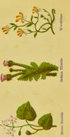 An illustration from The complete herbalist, or, the people their own physicians by the use of nature's remedies showing the great curative properties of all herbs, gums, balsams, barks, flowers and roots ; how they should be prepared, when and under what influences selected, at what times gathered, and for what diseases administered. Also, separate treatises on fod and drinks ; clothing ; exercise ; the regulation of the passions, life, health, and disease; longevity; medication; air and sunshine ; bathing ; sleep, etc. Also, symptoms of prevalent diseases ; special treatment in special cases; and a new and plain system of hygienic principles / by O. Phelps Brown. (1871)