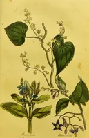 An illustration from The family herbal, or, An account of all those English plants, which are remarkable for their virtues, and of the drugs which are produced by vegetables of other countries; with their descriptions and their uses, as proved by experience ... / by Sir John Hill ... embellished with fifty-four coloured plates. (1812)