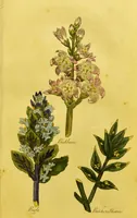 An illustration from The family herbal, or, An account of all those English plants, which are remarkable for their virtues, and of the drugs which are produced by vegetables of other countries; with their descriptions and their uses, as proved by experience ... / by Sir John Hill ... embellished with fifty-four coloured plates. (1812)