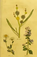An illustration from The family herbal, or, An account of all those English plants, which are remarkable for their virtues, and of the drugs which are produced by vegetables of other countries; with their descriptions and their uses, as proved by experience ... / by Sir John Hill ... embellished with fifty-four coloured plates. (1812)
