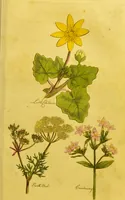 Picture 11 of 47 from The family herbal, or, An account of all those English plants, which are remarkable for their virtues, and of the drugs which are produced by vegetables of other countries; with their descriptions and their uses, as proved by experience ... / by Sir John Hill ... embellished with fifty-four coloured plates. (1812), leaf 139