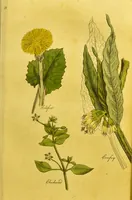 Picture 12 of 47 from The family herbal, or, An account of all those English plants, which are remarkable for their virtues, and of the drugs which are produced by vegetables of other countries; with their descriptions and their uses, as proved by experience ... / by Sir John Hill ... embellished with fifty-four coloured plates. (1812), leaf 145