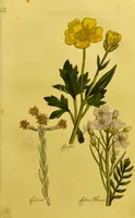 Picture 14 of 47 from The family herbal, or, An account of all those English plants, which are remarkable for their virtues, and of the drugs which are produced by vegetables of other countries; with their descriptions and their uses, as proved by experience ... / by Sir John Hill ... embellished with fifty-four coloured plates. (1812), leaf 179
