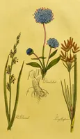 An illustration from The family herbal, or, An account of all those English plants, which are remarkable for their virtues, and of the drugs which are produced by vegetables of other countries; with their descriptions and their uses, as proved by experience ... / by Sir John Hill ... embellished with fifty-four coloured plates. (1812)