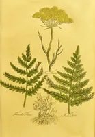 An illustration from The family herbal, or, An account of all those English plants, which are remarkable for their virtues, and of the drugs which are produced by vegetables of other countries; with their descriptions and their uses, as proved by experience ... / by Sir John Hill ... embellished with fifty-four coloured plates. (1812)