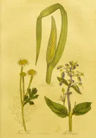 An illustration from The family herbal, or, An account of all those English plants, which are remarkable for their virtues, and of the drugs which are produced by vegetables of other countries; with their descriptions and their uses, as proved by experience ... / by Sir John Hill ... embellished with fifty-four coloured plates. (1812)