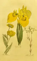 An illustration from The family herbal, or, An account of all those English plants, which are remarkable for their virtues, and of the drugs which are produced by vegetables of other countries; with their descriptions and their uses, as proved by experience ... / by Sir John Hill ... embellished with fifty-four coloured plates. (1812)