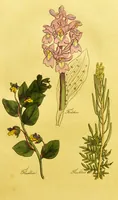 Picture 21 of 47 from The family herbal, or, An account of all those English plants, which are remarkable for their virtues, and of the drugs which are produced by vegetables of other countries; with their descriptions and their uses, as proved by experience ... / by Sir John Hill ... embellished with fifty-four coloured plates. (1812), leaf 233