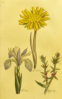 An illustration from The family herbal, or, An account of all those English plants, which are remarkable for their virtues, and of the drugs which are produced by vegetables of other countries; with their descriptions and their uses, as proved by experience ... / by Sir John Hill ... embellished with fifty-four coloured plates. (1812)