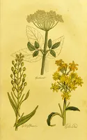 An illustration from The family herbal, or, An account of all those English plants, which are remarkable for their virtues, and of the drugs which are produced by vegetables of other countries; with their descriptions and their uses, as proved by experience ... / by Sir John Hill ... embellished with fifty-four coloured plates. (1812)