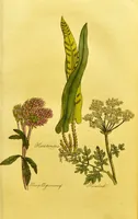 Picture 25 of 47 from The family herbal, or, An account of all those English plants, which are remarkable for their virtues, and of the drugs which are produced by vegetables of other countries; with their descriptions and their uses, as proved by experience ... / by Sir John Hill ... embellished with fifty-four coloured plates. (1812), leaf 267