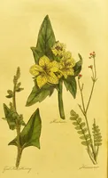 An illustration from The family herbal, or, An account of all those English plants, which are remarkable for their virtues, and of the drugs which are produced by vegetables of other countries; with their descriptions and their uses, as proved by experience ... / by Sir John Hill ... embellished with fifty-four coloured plates. (1812)