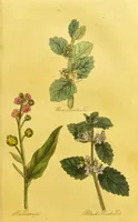 An illustration from The family herbal, or, An account of all those English plants, which are remarkable for their virtues, and of the drugs which are produced by vegetables of other countries; with their descriptions and their uses, as proved by experience ... / by Sir John Hill ... embellished with fifty-four coloured plates. (1812)