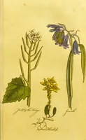 An illustration from The family herbal, or, An account of all those English plants, which are remarkable for their virtues, and of the drugs which are produced by vegetables of other countries; with their descriptions and their uses, as proved by experience ... / by Sir John Hill ... embellished with fifty-four coloured plates. (1812)