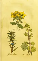 Picture 29 of 47 from The family herbal, or, An account of all those English plants, which are remarkable for their virtues, and of the drugs which are produced by vegetables of other countries; with their descriptions and their uses, as proved by experience ... / by Sir John Hill ... embellished with fifty-four coloured plates. (1812), leaf 293