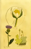 An illustration from The family herbal, or, An account of all those English plants, which are remarkable for their virtues, and of the drugs which are produced by vegetables of other countries; with their descriptions and their uses, as proved by experience ... / by Sir John Hill ... embellished with fifty-four coloured plates. (1812)