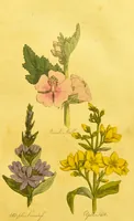 An illustration from The family herbal, or, An account of all those English plants, which are remarkable for their virtues, and of the drugs which are produced by vegetables of other countries; with their descriptions and their uses, as proved by experience ... / by Sir John Hill ... embellished with fifty-four coloured plates. (1812)