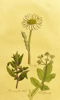 Picture 36 of 47 from The family herbal, or, An account of all those English plants, which are remarkable for their virtues, and of the drugs which are produced by vegetables of other countries; with their descriptions and their uses, as proved by experience ... / by Sir John Hill ... embellished with fifty-four coloured plates. (1812), leaf 383