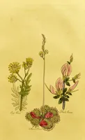 An illustration from The family herbal, or, An account of all those English plants, which are remarkable for their virtues, and of the drugs which are produced by vegetables of other countries; with their descriptions and their uses, as proved by experience ... / by Sir John Hill ... embellished with fifty-four coloured plates. (1812)